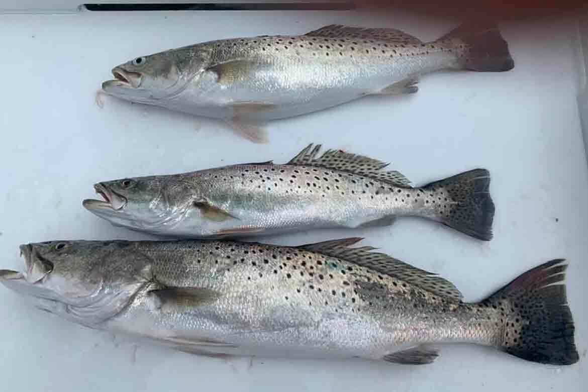 Catch of the Day Spotted Trout