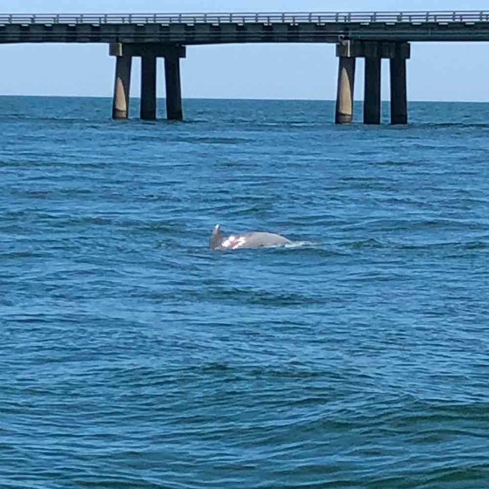 Dolphin Near the Bridge 2