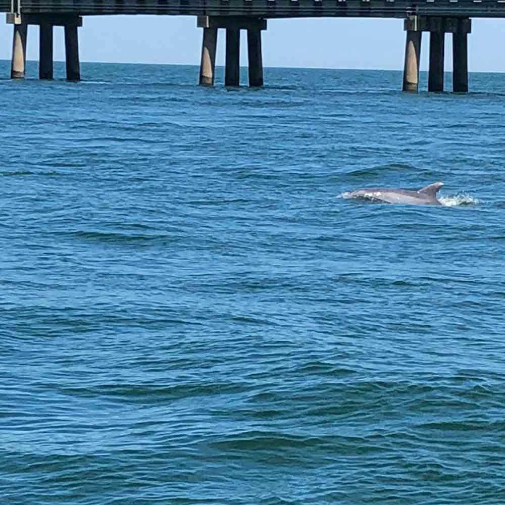 Dolphin Near the Bridge