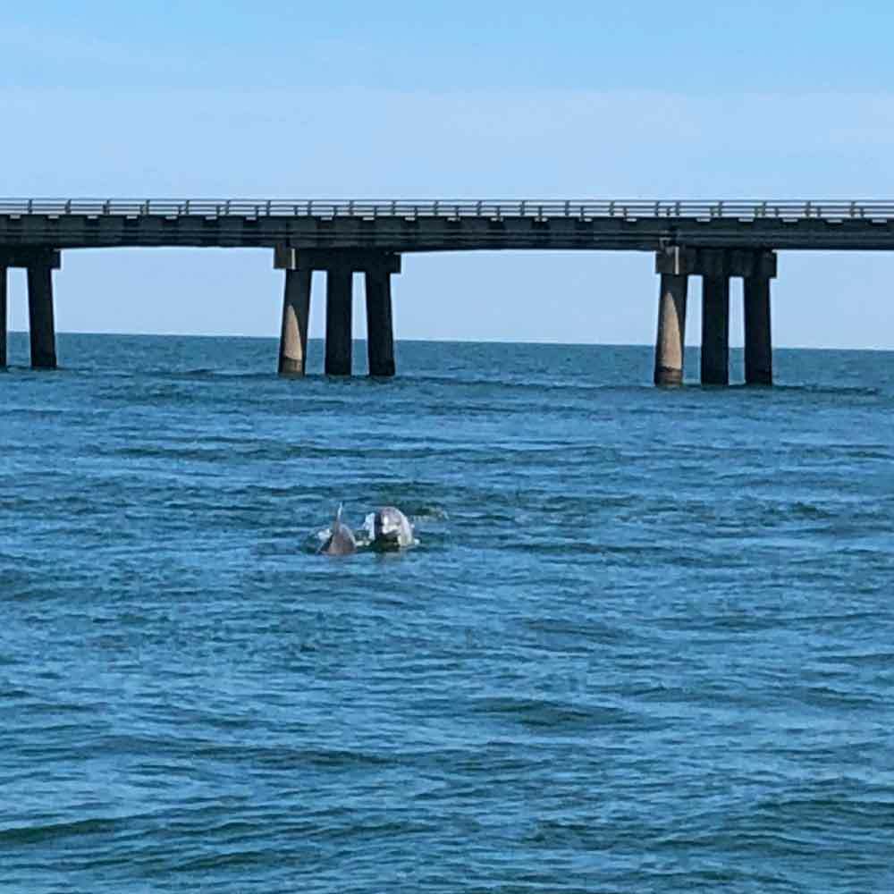 Dolphins Near the Bridge